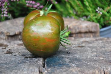 Pomidor  Black brown boar