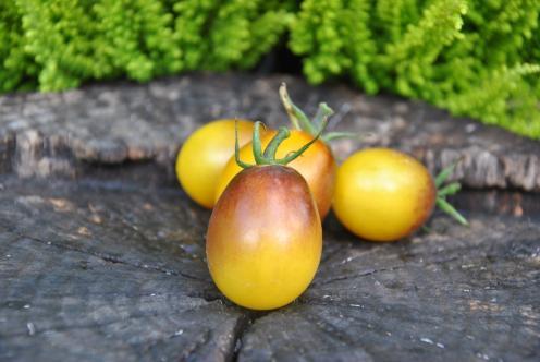 69/20 Indigo kumquat