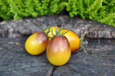 69/20 Indigo kumquat