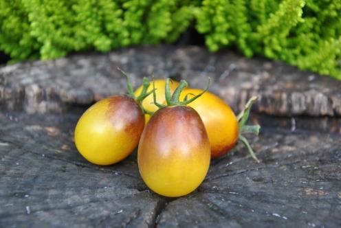 69/20 Indigo kumquat