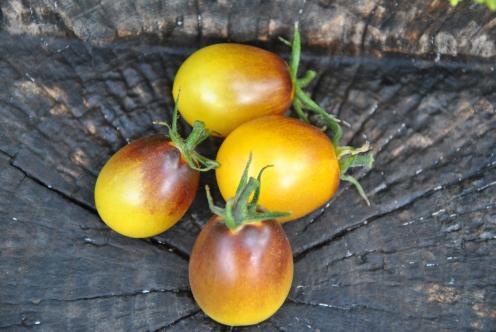 69/20 Indigo kumquat