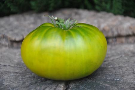 Pomidor Abraham green