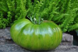 Pomidor Abraham green