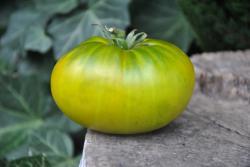 Pomidor Abraham green