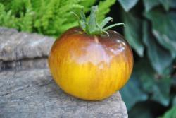Pomidor Pansy ap