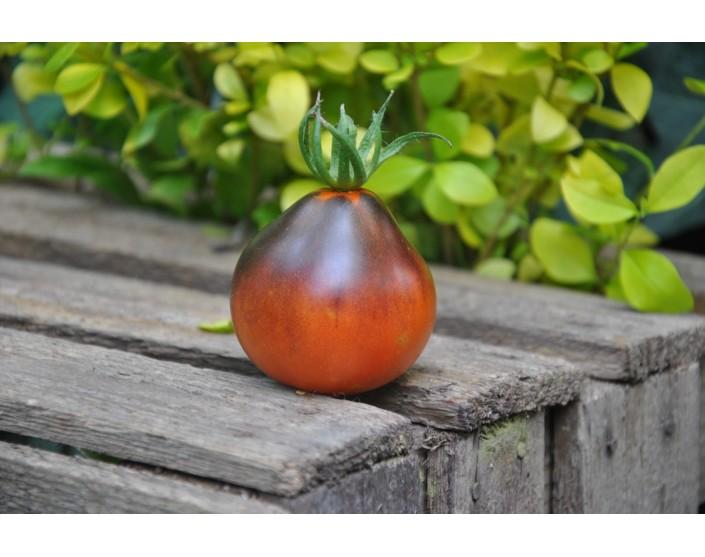Pomidor blue pear Pomidor blue pear