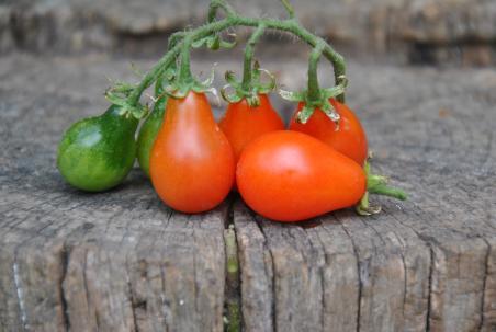 Pomidor  Red pear