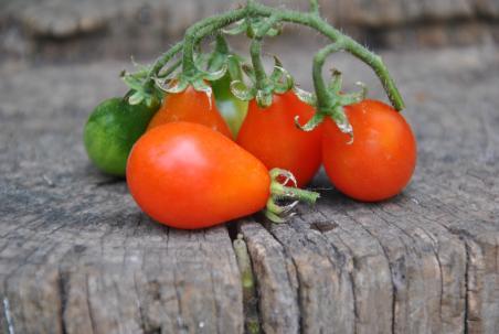 Pomidor  Red pear