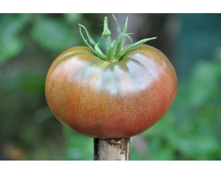 167/21 Black krim