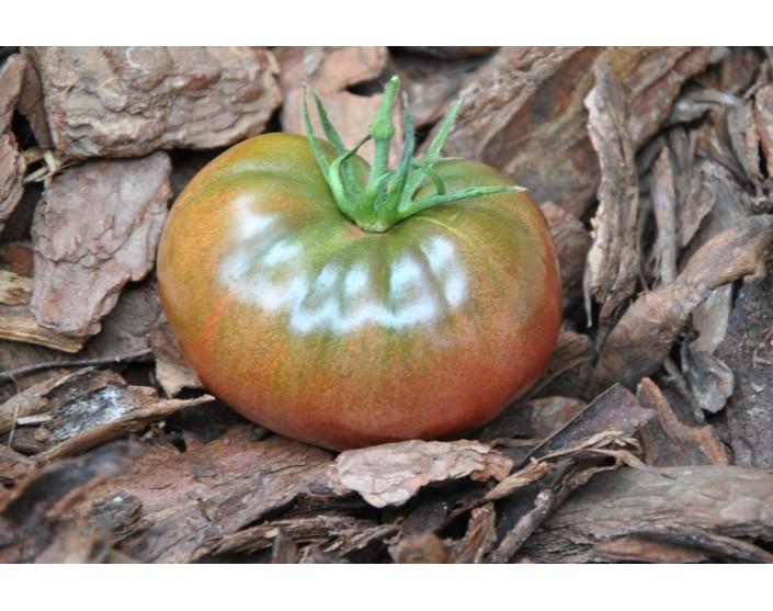 167/21 Black krim