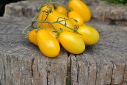 Pomidor Peardrop