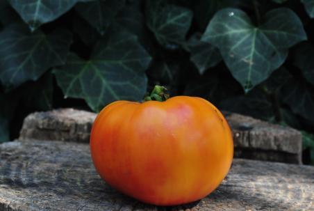 Pomidor  Pamplemousse du grand pere