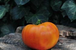 Pomidor  Pamplemousse du grand pere