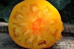 Pomidor  Pamplemousse du grand pere