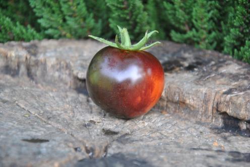 Pomidor  indigo rose koktajlowy