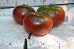 Pomidor Owens's purple