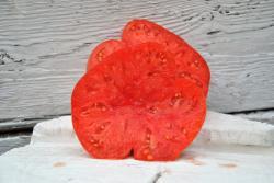 Pomidor  Rebel yell