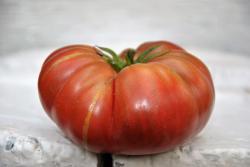 Pomidor  Chocolate stripes