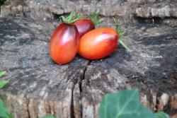 Pomidor black kumquat