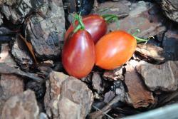 Pomidor black kumquat