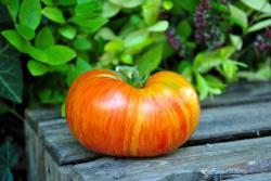Pomidor Beauty king dwarf