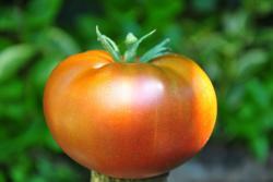 Dwarf Coastal Pride orange