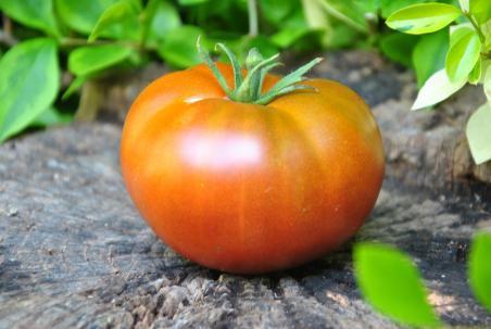 Dwarf Coastal Pride orange