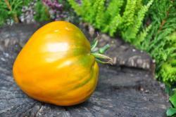 Pomidor Cresta di Oro
