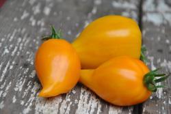 Pomidor Zailiyskiy Alatau Yellow / Заилийский Алатау Жёлтый
