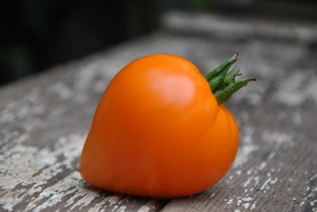 Pomidor Dwarf golden heart