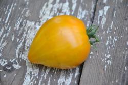 Orange Heart Almaty (Оранжевое сердце Алматинское)
