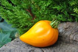 Orange Heart Almaty (Оранжевое сердце Алматинское)