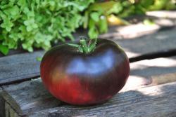Pomidor Sofia's purple apple