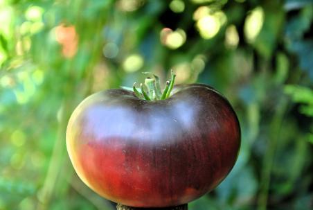 Pomidor Sofia's purple apple