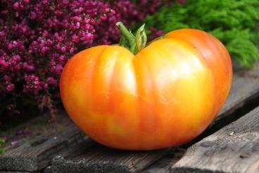 Pomidor Marvel striped