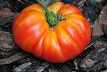 Pomidor Marvel striped