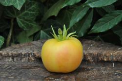 Pomidor Garden peach włochaty