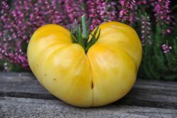 Pomidor white brandywine