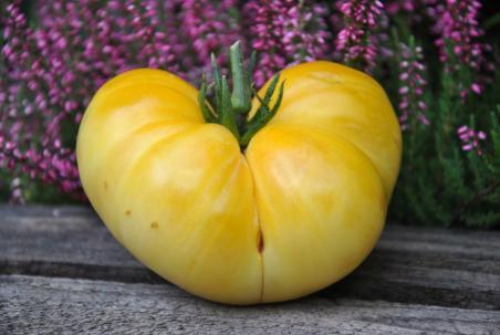 Pomidor white brandywine