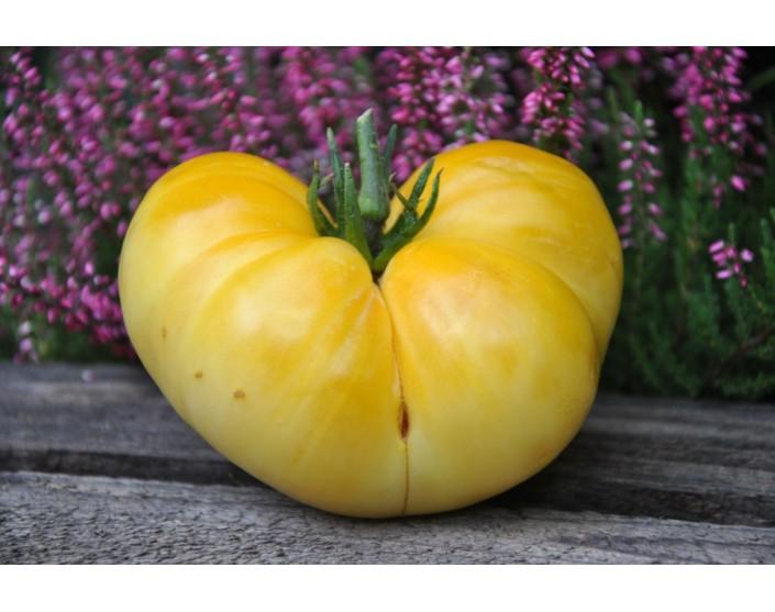 Pomidor white brandywine