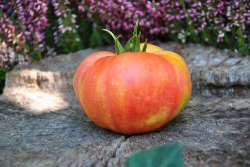 Pomidor Peppermint