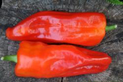 Papryka zipser turkenspitz