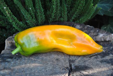 Papryka Carpatia