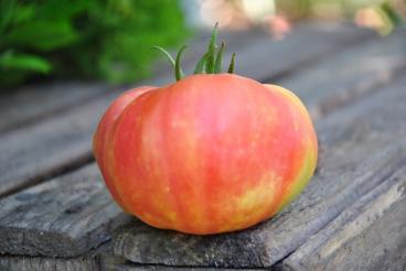 Pomidor Peppermint
