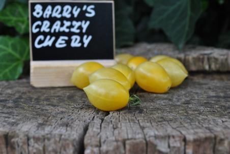 Pomidor Barry's crazy cherry