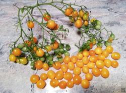 Microberry multiflora