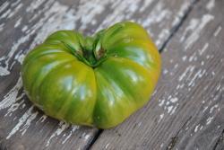 Pomidor  Emerald giant dwarf