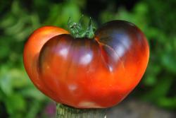 Pomidor Peppers bronze