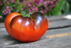 Pomidor Peppers bronze