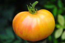 Pomidor  pineapple